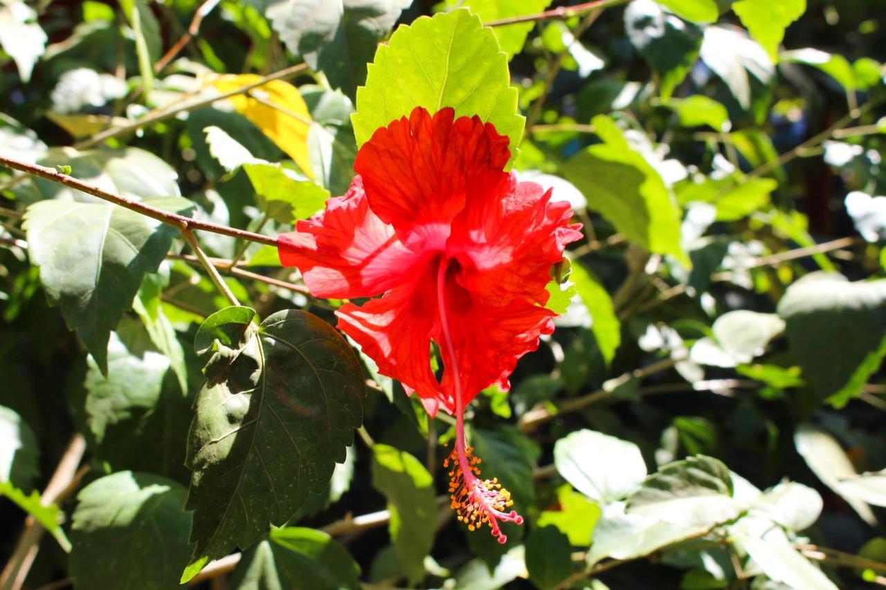 Tamahostel & Glamping Tamarindo Eksteriør billede